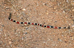 Micruroides euryxanthus - Sonoran Coral Snake