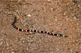 Micruroides euryxanthus - Sonoran Coral Snake