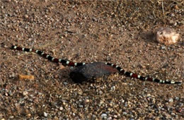 Micruroides euryxanthus - Sonoran Coral Snake