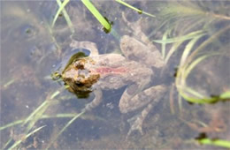 cricket frog partially submerged