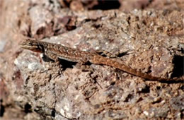 Desert Lizard