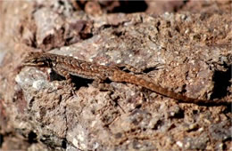 Desert Lizard