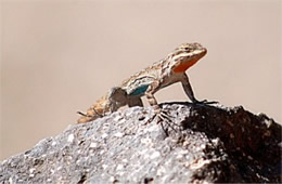 Desert Lizard