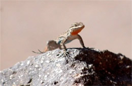 Desert Lizard