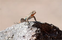 Desert Lizard