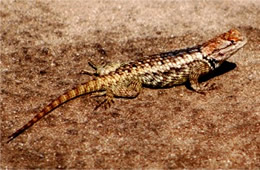 Sceloporus magister - Desert Spiny Lizard