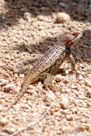 Sceloporus magister - Desert Spiny Lizard