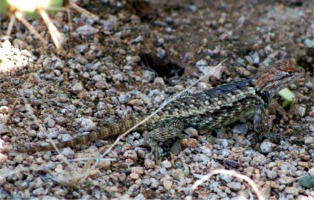 Sceloporus magister - Desert Spiny Lizard