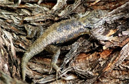 Sceloporus magister - Desert Spiny Lizard