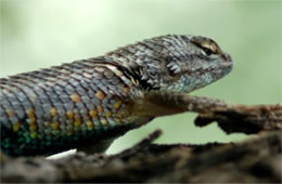 Sceloporus magister - Desert Spiny Lizard