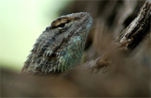 Sceloporus magister - Desert Spiny Lizard