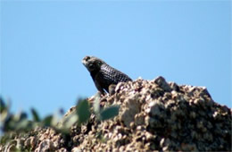 Sceloporus magister - Desert Spiny Lizard