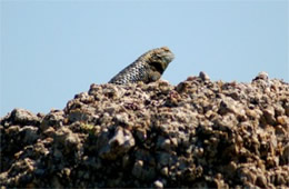 Sceloporus magister - Desert Spiny Lizard