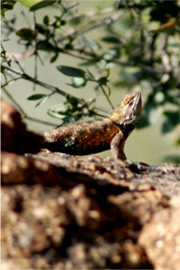 Sceloporus magister - Desert Spiny Lizard