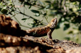 Sceloporus magister - Desert Spiny Lizard