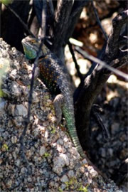 Sceloporus magister - Desert Spiny Lizard