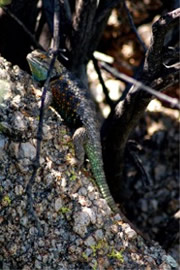 Sceloporus magister - Desert Spiny Lizard