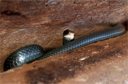 Coluber constrictor - Eastern Black Racer