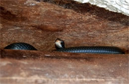 Coluber constrictor - Eastern Black Racer