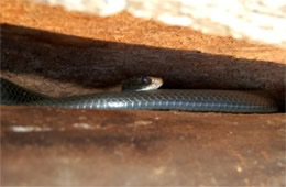 Coluber constrictor - Eastern Black Racer