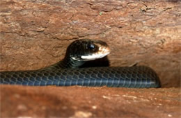 Coluber constrictor - Eastern Black Racer