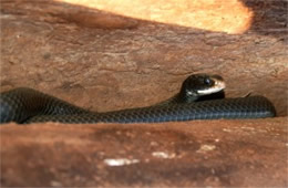 Coluber constrictor - Eastern Black Racer