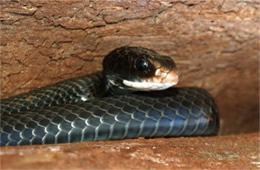 Coluber constrictor - Eastern Black Racer