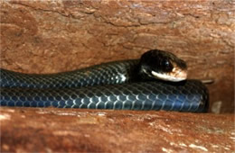 Coluber constrictor - Eastern Black Racer