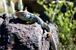 Crotaphytus collaris - Eastern Collared Lizard