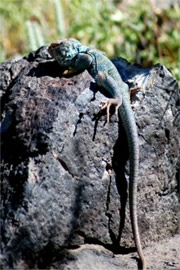 Crotaphytus collaris - Eastern Collared Lizard