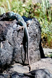 Crotaphytus collaris - Eastern Collared Lizard