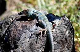 Crotaphytus collaris - Eastern Collared Lizard