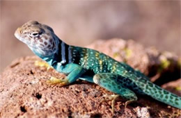 Crotaphytus collaris - Eastern Collared Lizard