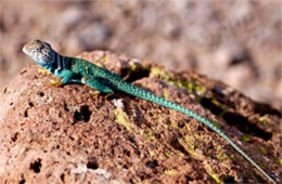 Crotaphytus collaris - Eastern Collared Lizard