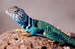 Crotaphytus collaris - Eastern Collared Lizard