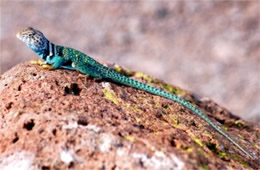 Crotaphytus collaris - Eastern Collared Lizard