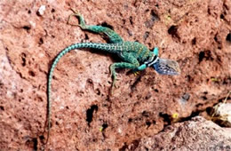 Crotaphytus collaris - Eastern Collared Lizard