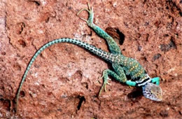 Crotaphytus collaris - Eastern Collared Lizard