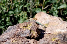 Crotaphytus collaris - Eastern Collared Lizard