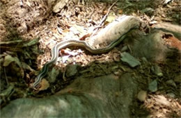 Thamnophis sirtalis - Eastern Garter Snake