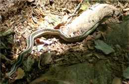 Thamnophis sirtalis - Eastern Garter Snake