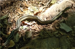 Thamnophis sirtalis - Eastern Garter Snake