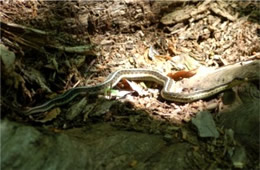 Thamnophis sirtalis - Eastern Garter Snake