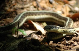 Thamnophis sirtalis - Eastern Garter Snake