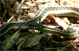 Thamnophis sirtalis - Eastern Garter Snake