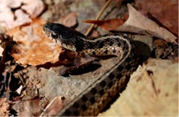 Thamnophis sirtalis - Eastern Garter Snake