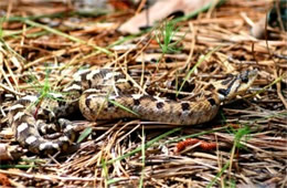 Heterodon platirhinos - Eastern Hognose Snake