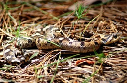 Heterodon platirhinos - Eastern Hognose Snake