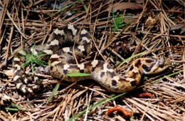 Heterodon platirhinos - Eastern Hognose Snake