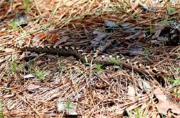 Heterodon platirhinos - Eastern Hognose Snake